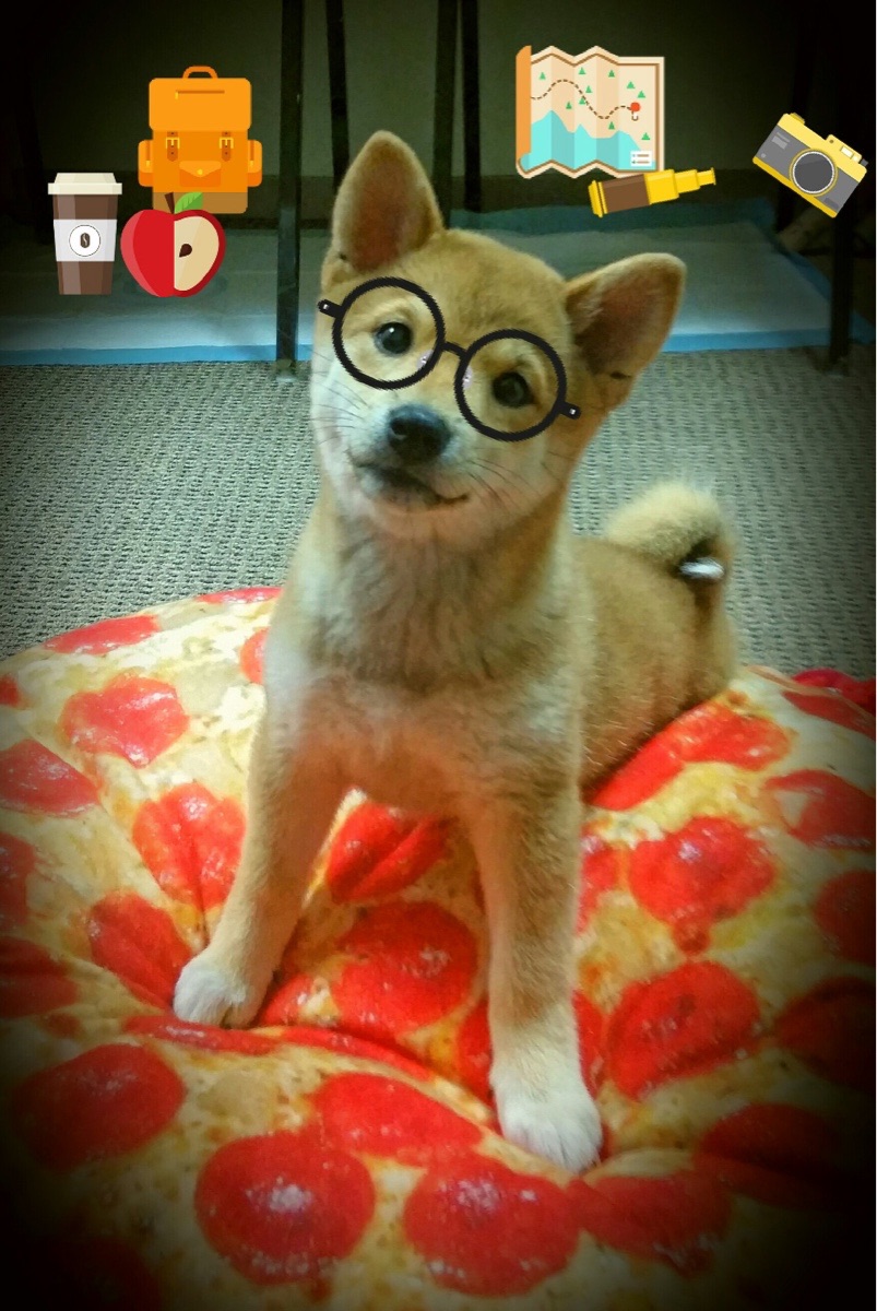 图卢兹中锋状态火热，球队迎来佳绩，图卢兹insa