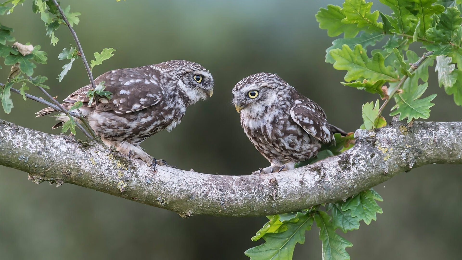 守望先锋 战队新阵容成形,守望先锋最强战队2020