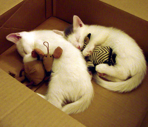 kaiyun官方入口登录-德甲强队攻防俱佳，精彩瞬间频繁出现，德甲强吗