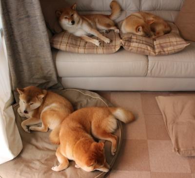 英超：布莱顿1-1逼平沃特福德，比赛悬念重重，布莱顿对阵沃特福德