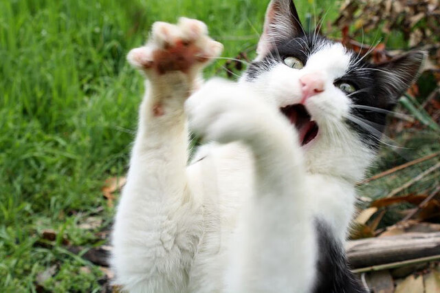 开云中国-JDG发布2025年春季赛体能训练报告，jdg2020春季赛阵容