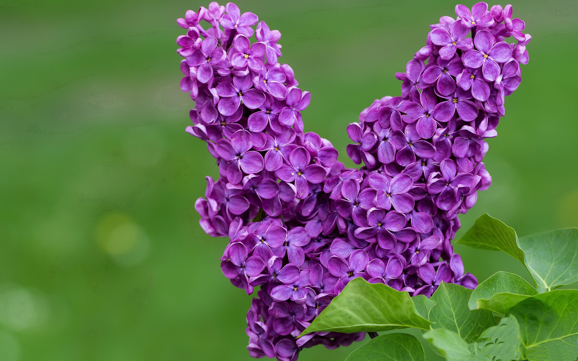 奥地利终结瑞士连胜 攻势猛狠唤醒欧预赛雄心,瑞士和奥地利足球