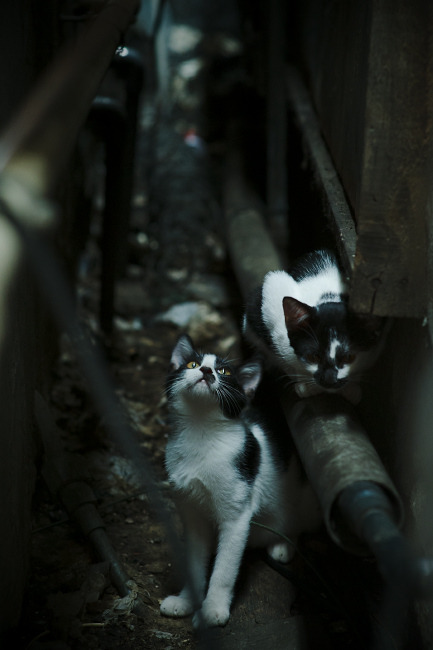 女足世界杯环保理念推广,女足世界杯海报