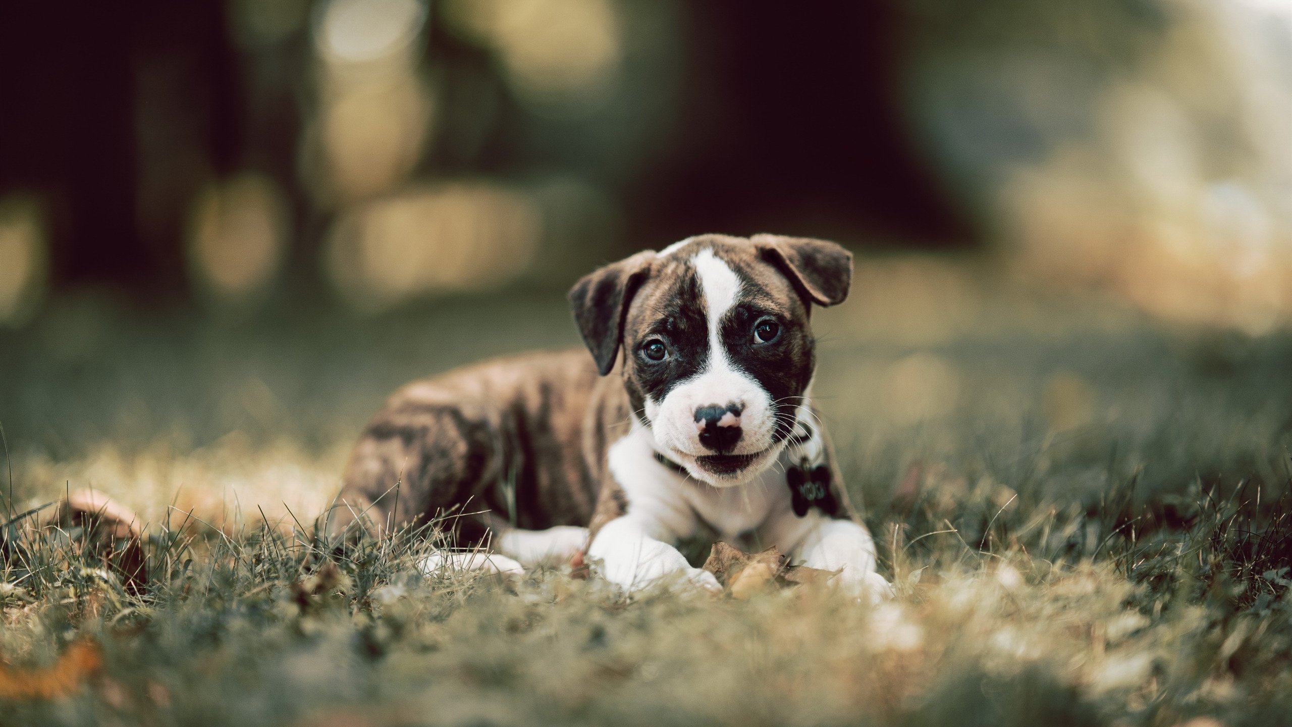 广场舞服饰市场需求增长，广场舞服饰市场需求增长趋势