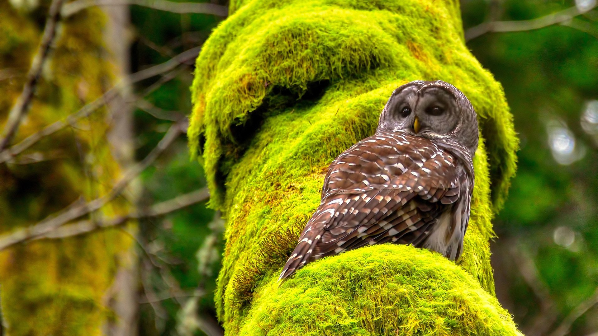 Kaiyun(中国)开云-斯托克城主帅谈未来目标：力争进入前四，斯托克城老板