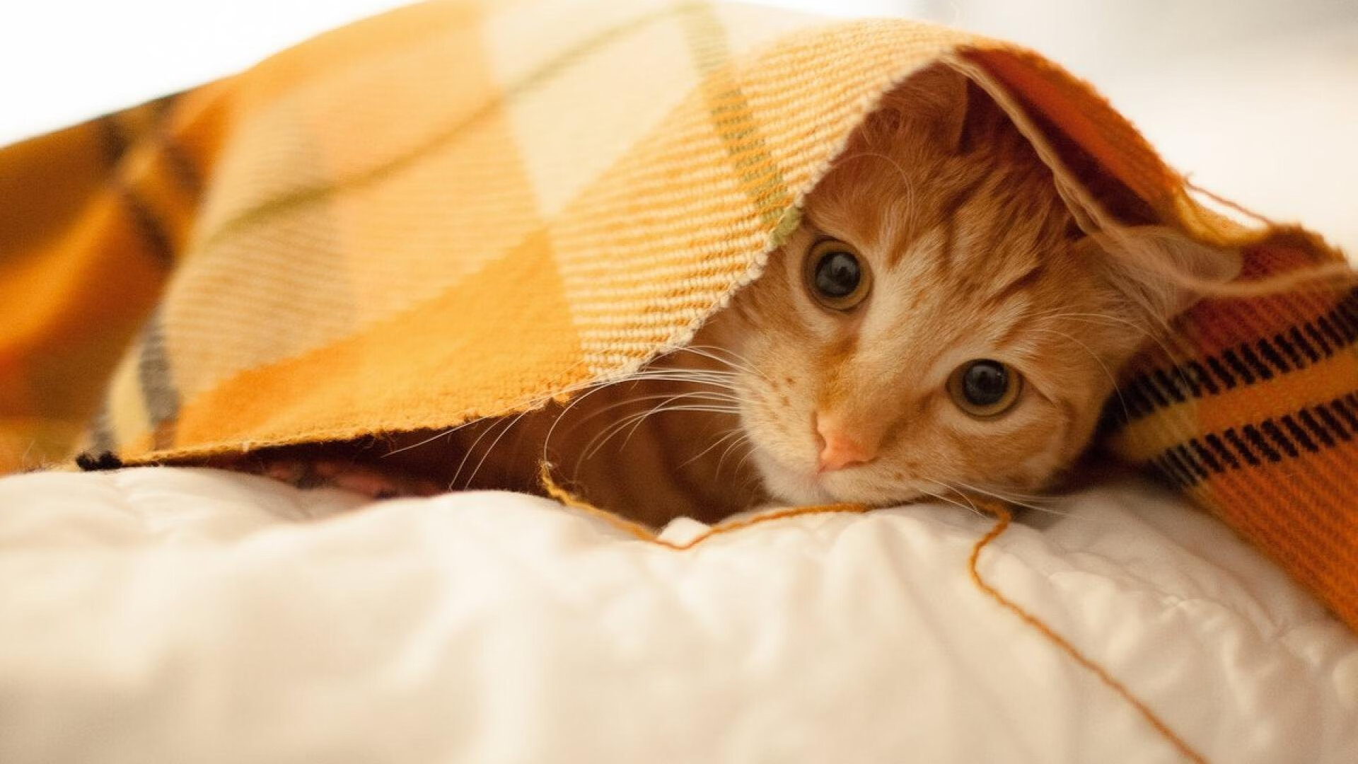 新赛季开局丰收，马赛豪取三连胜，马赛阵容2020