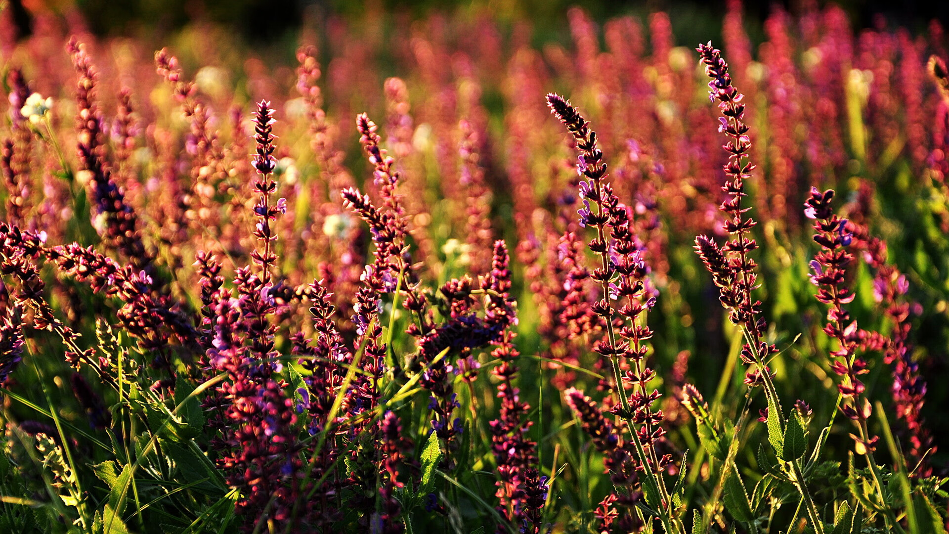经验与实力碰撞,亚洲足球赛注定精彩绝伦,亚洲足球联赛赛程