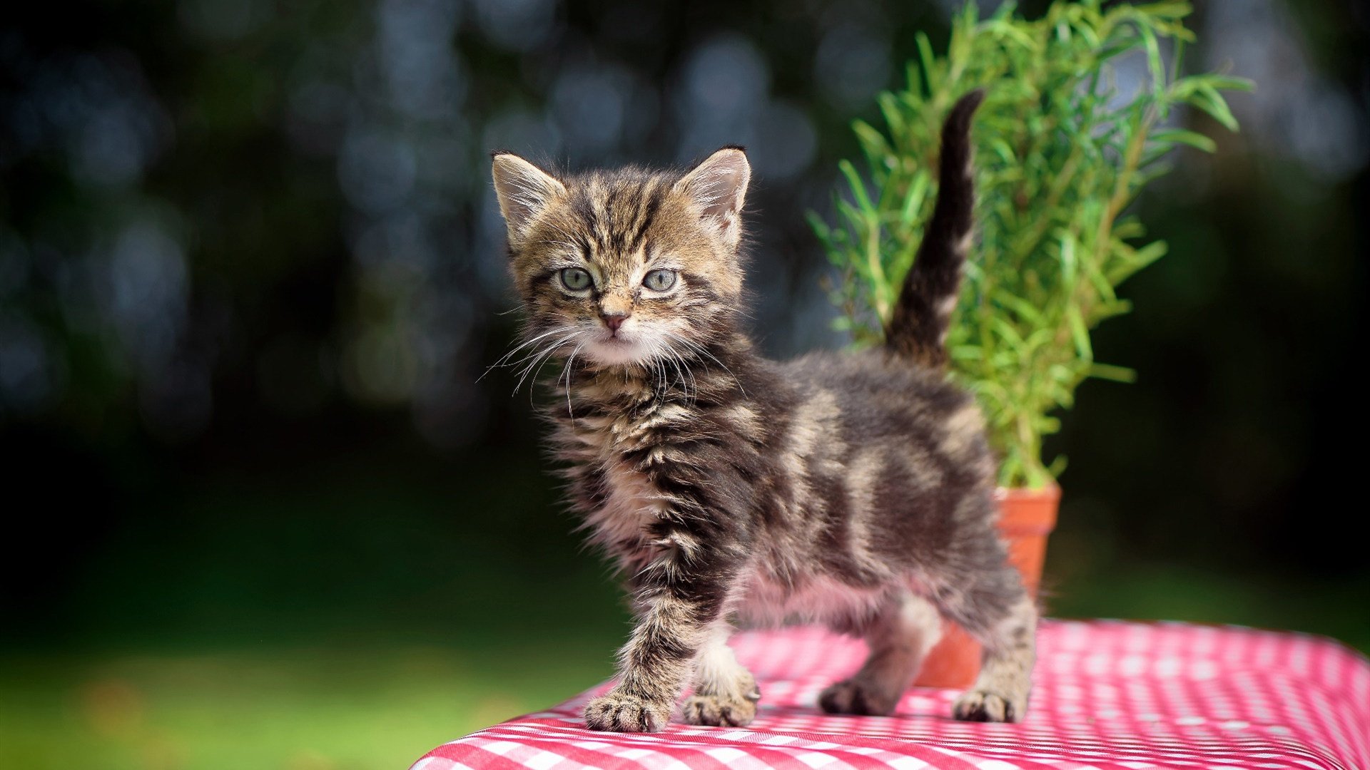 首尔FC斗志昂扬，决意夺取胜利，首尔fc比赛直播