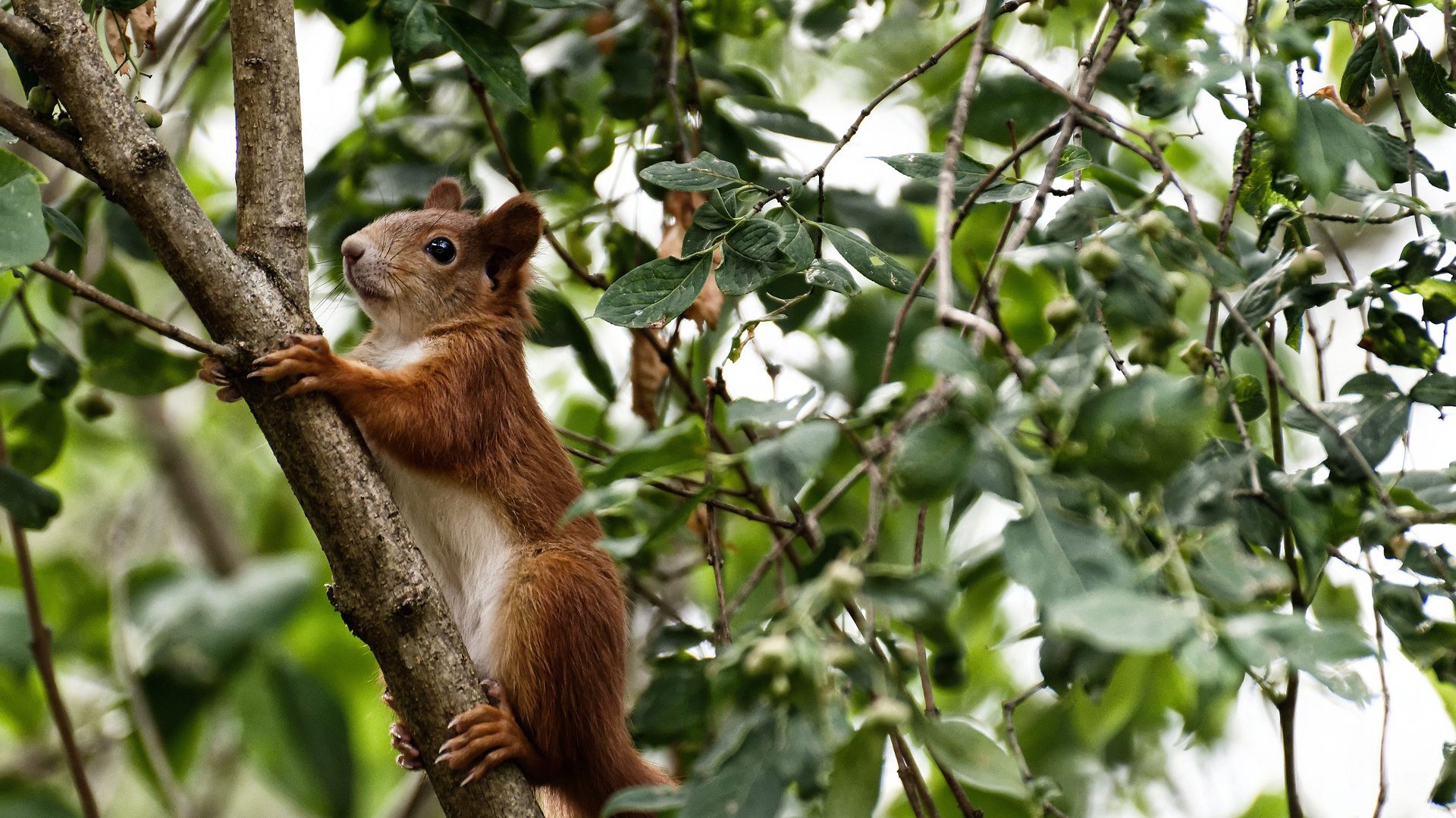 NBA球队管理层决策机制及执行效率研究,nba哪个球队管理层良心
