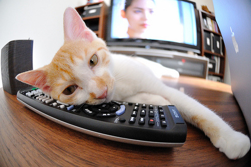 NBA联盟赛事观众行为分析及体验优化,nba观众席