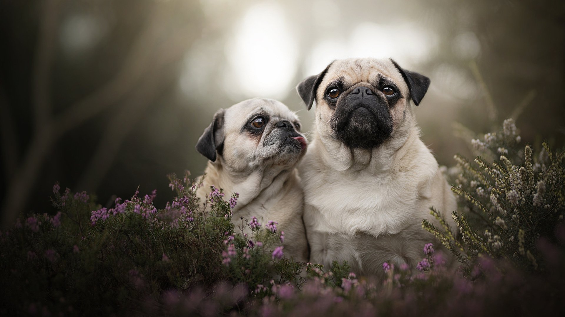 KAIYUNAPP-Chinese Taipei亮眼表现，2024混合团体世界杯引关注