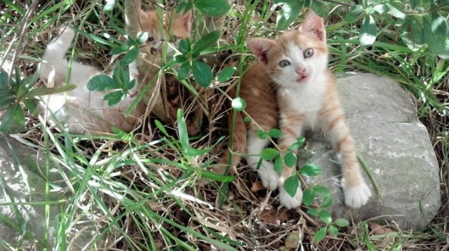 边后卫压上助攻次数是否与失球率成正相关,边后卫需要进攻吗