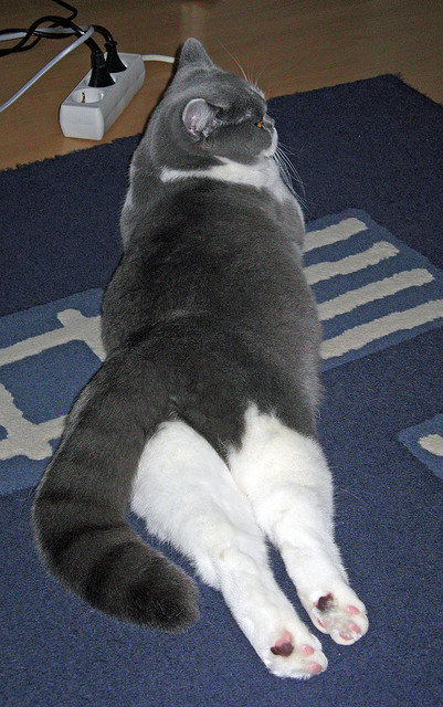 “安赫尔·巴尔博萨的传球视野与突破技术，成为阿根廷美洲狮队的进攻引擎”