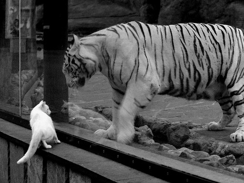 “马科斯·梅特罗：阿根廷美洲狮队的灵活战士，未来值得期待”