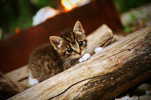 希腊男篮在欧洲锦标赛中再赢冠军，势如破竹续写王者荣耀，2021年希腊男篮