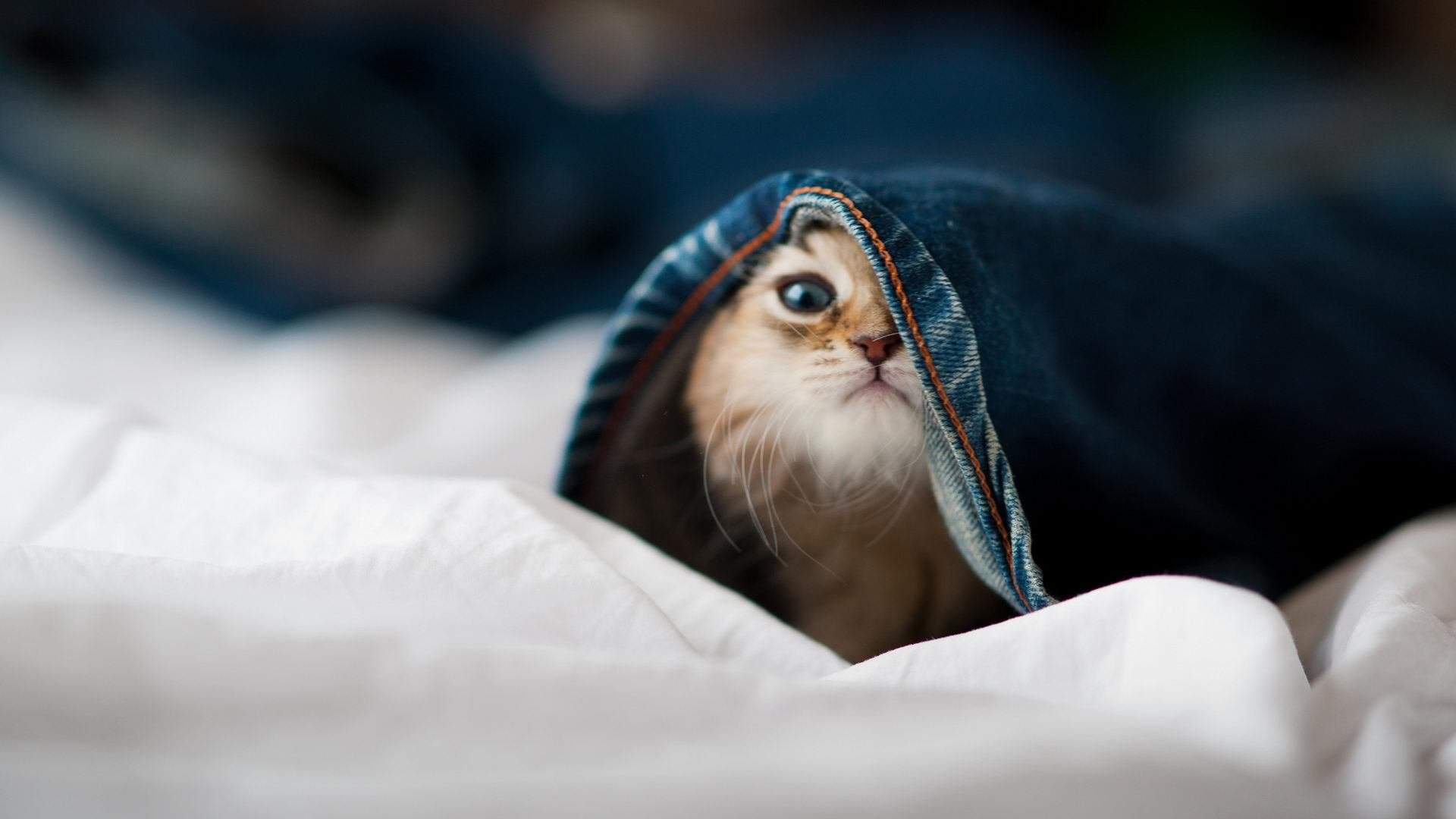 意甲攻守大比拼:速度与战术的融合!,意甲战术强在哪里