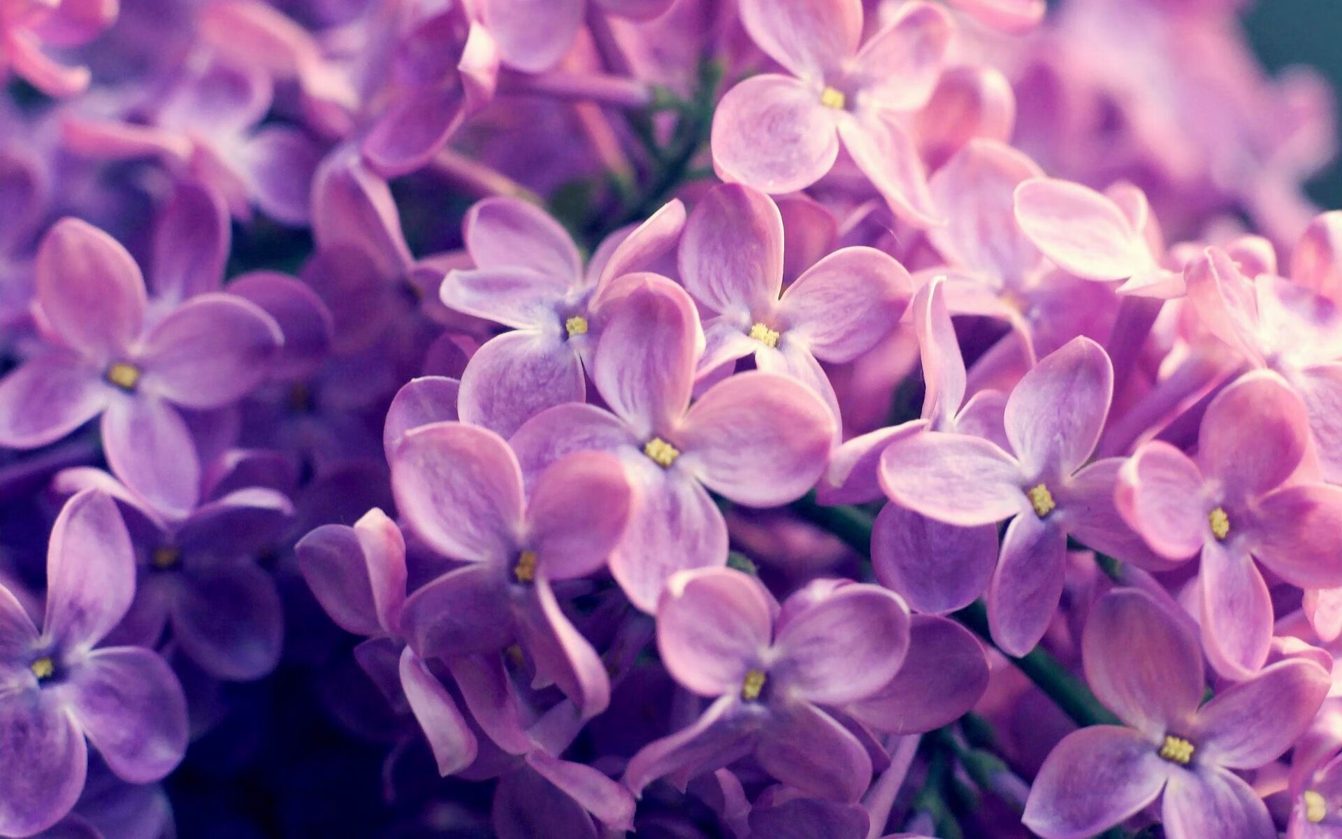 开云体育-意甲开场即燃：精彩瞬间秒杀全场！，意甲开始