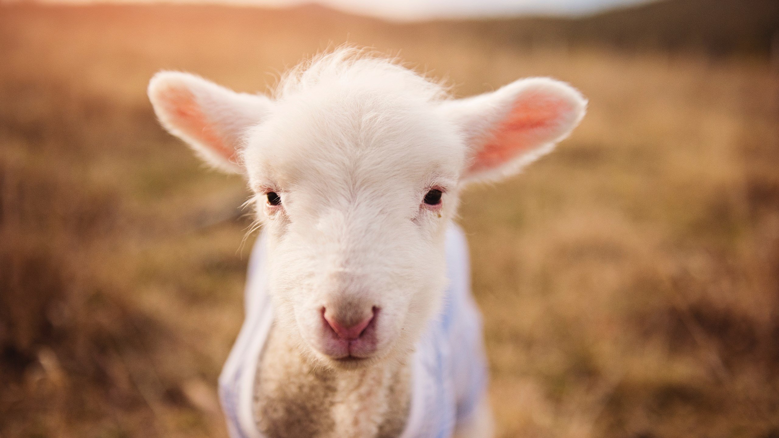 热火社区义工项目鼓励球员主动参与