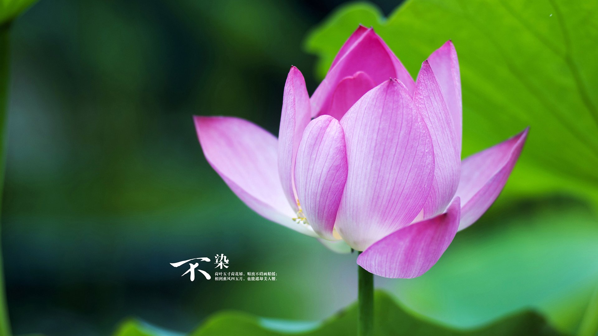 开云网站-跳水稳定输出奥地利锁定奖牌，奥运跳水得分规则